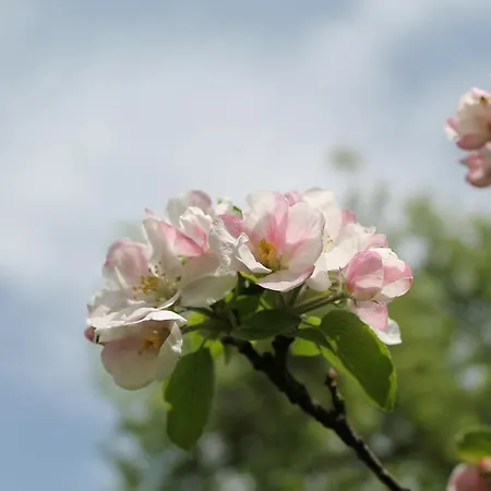 Hotel Hochsteg Guetl | Traunsee Salzkammergut 4*