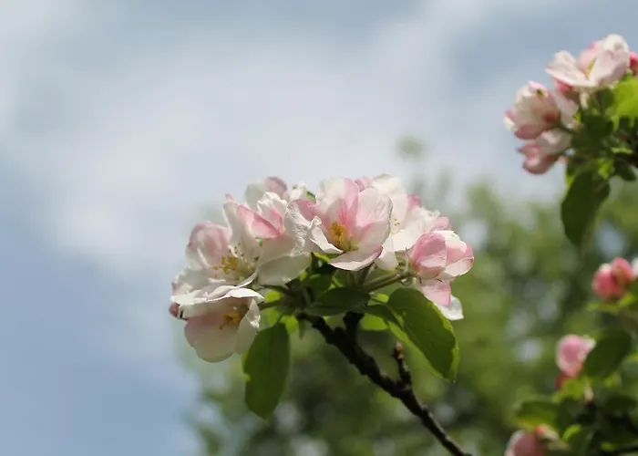 Hotel Hochsteg Gütl | Traunsee Salzkammergut 4*